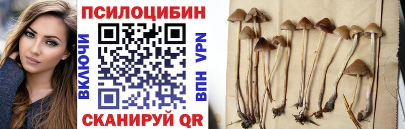 Купить где  Темников  Псилоцибиновые грибы мухоморы 